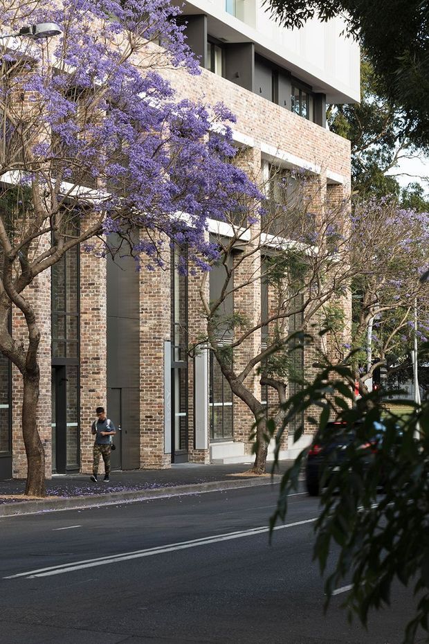 Street-level view of a contemporary multi-storey urban building with a warm exposed brick facade, tall narrow dark-framed windows, recessed openings, and crisp white upper-level volumes. Mature jacaranda trees line the footpath, partially screening the building and adding purple floral colour. A paved street and pedestrian are visible in the foreground.