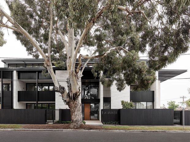 Street-facing view of a contemporary multi-level residence with a flat roof, crisp white rendered walls, dark vertical metal fencing, extensive glazing, and a timber front door. A mature eucalyptus tree occupies the foreground and partially screens the facade.