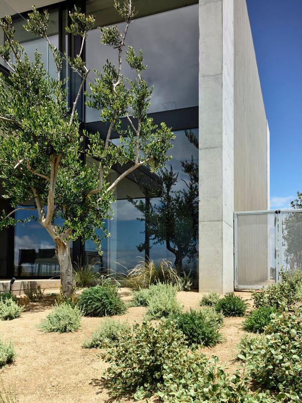 A contemporary multi-storey building facade viewed from a landscaped exterior. The composition features a tall smooth concrete wall, dark-framed floor-to-ceiling glazing, and a projecting roof or soffit. A dry, drought-tolerant garden with sculptural small trees, grasses, and low shrubs occupies the foreground.