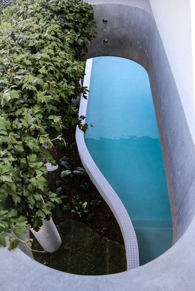 A top-down architectural view into a narrow, organically curved swimming pool enclosed by smooth grey concrete walls. The pool has clear turquoise water, a white small-format tiled coping or edge, and integrated steps at one end. Dense leafy planting and a slender pale trunk border the pool within a compact courtyard-like space.