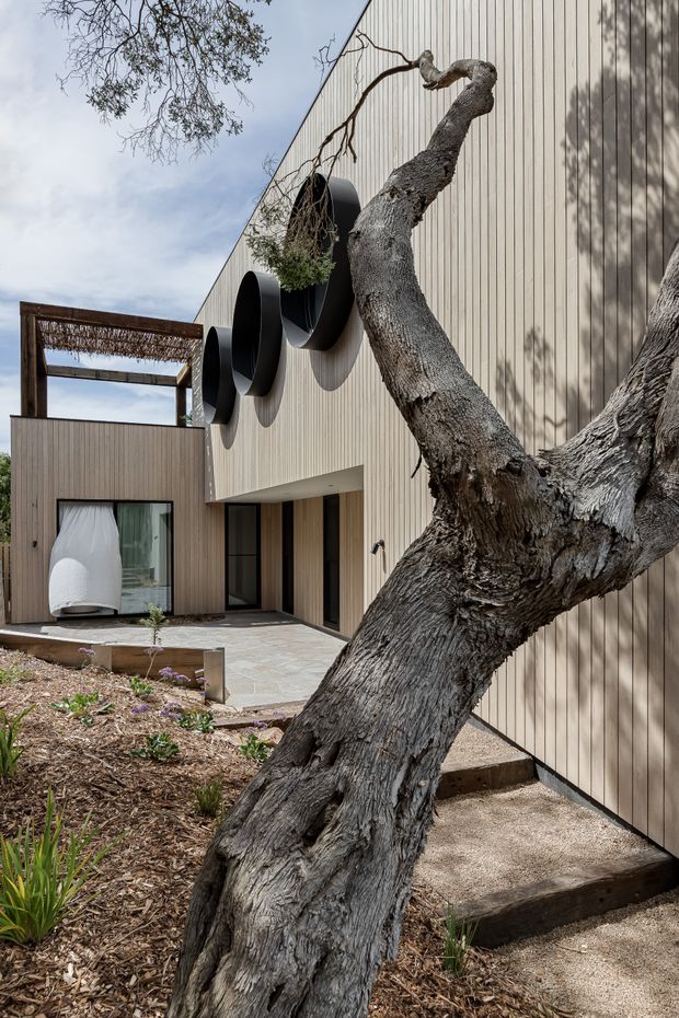 Exterior view of a contemporary, wood-clad building integrated around a mature sculptural tree. The facade features vertical light timber cladding, large dark-framed windows and doors, projecting black circular wall elements, a paved courtyard, timber pergola, and landscaped garden beds.