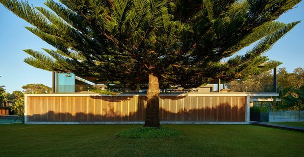 A low, modern residential building viewed from a landscaped lawn, partly screened by a large Norfolk Island pine tree. The facade features warm vertical timber cladding, dark-framed glazing, pale rendered or concrete elements, and a flat roofline. The composition has strong horizontal lines and a restrained contemporary appearance.