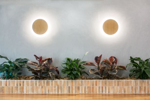 A minimalist interior feature wall with two round backlit timber wall sconces above a long built-in planter. The planter is clad in narrow vertical timber slats and filled with assorted leafy tropical plants, creating a warm biophilic reception or commercial interior feature.