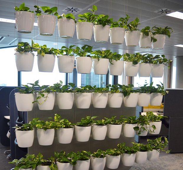 A dense vertical garden installation of many white hanging and wall-mounted planters filled with green trailing plants, arranged in rows inside a bright modern office or commercial interior. Glass partitions, ceiling tiles, and workstations are visible in the background.