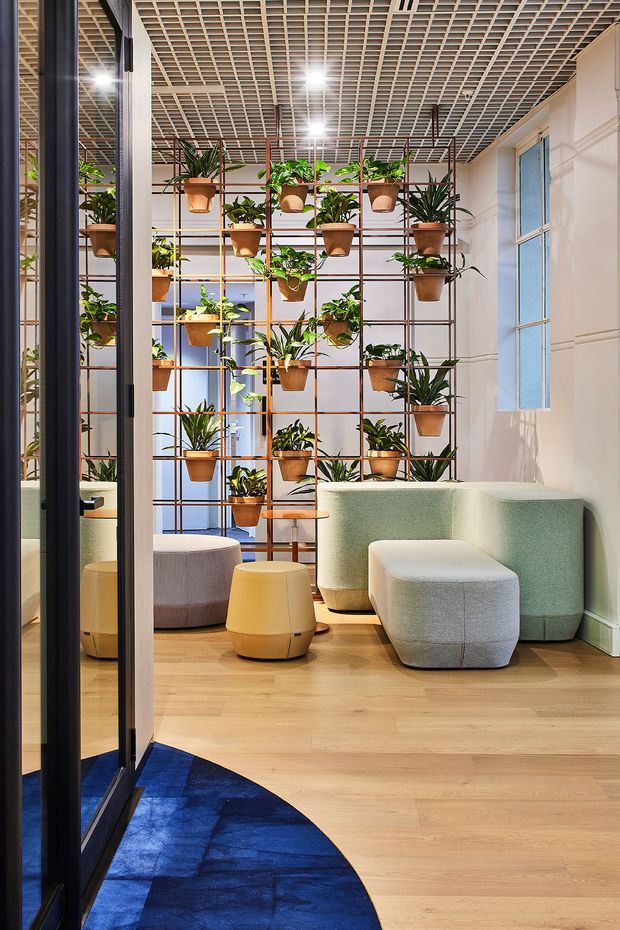 A bright contemporary interior lounge or breakout space with a light timber floor, pale upholstered curved seating and rounded ottomans. A full-height open metal shelving grid is densely arranged with potted plants, creating a green feature wall. The space has a white coffered or lattice ceiling with integrated lighting, white wall panelling, tall windows with blue-toned blinds, and a dark blue curved rug visible in the foreground. Glazed framing and reflections on the left suggest an adjoining or enclosed circulation area.