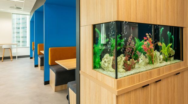 A contemporary commercial interior featuring blue semi-private booth partitions with orange upholstered seating and light timber tables. In the foreground, a large built-in tropical aquarium is integrated into a light timber joinery wall, with pale flooring, expansive glazing, and a bright open-plan atmosphere.