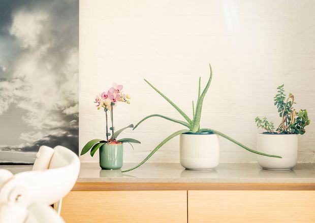 Bright interior vignette featuring three potted plants arranged on a pale stone or solid-surface ledge above light timber cabinetry. A large framed monochrome coastal landscape artwork is partially visible on the left, with a light sculptural chair in the foreground. The composition has a clean, minimal, natural aesthetic with soft neutral tones and greenery.