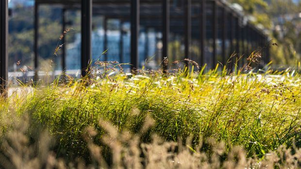 Low-angle exterior view of a modern building partially obscured by a dense meadow-style planting of tall grasses. The building has extensive dark-framed floor-to-ceiling glazing and a long, linear glazed facade, with reflections of the surrounding landscape visible in the windows. The scene is sunlit and strongly integrated with natural landscaping.