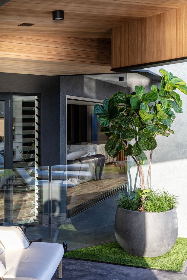 A refined modern indoor-outdoor living area framed by dark textured walls, extensive glazing, and warm timber-lined ceiling and soffit. A large potted fiddle-leaf fig sits beside the glass, with a white lounge chair in the foreground, dark tiled flooring, and a glimpse of a contemporary living room beyond.