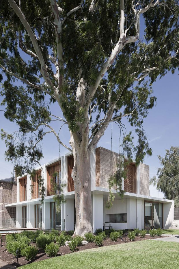 Exterior view of a contemporary two-storey residence framed by a large eucalyptus tree. The house has a crisp white ground level, projecting flat roof slabs, extensive glazing, and upper-level volumes clad in horizontal warm timber boards and vertical timber screening. A landscaped front garden with low shrubs and lawn leads to the home, with neighbouring brickwork partially visible at the left.
