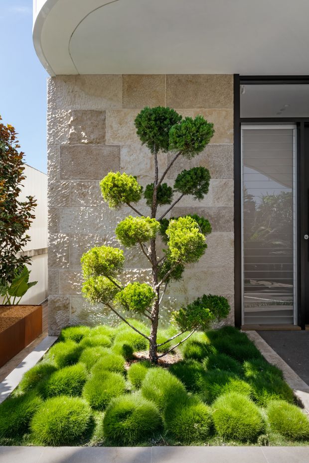 A contemporary residential entry courtyard featuring a sculpted topiary tree surrounded by dense bright-green ornamental grasses. The planting bed sits against a textured beige stone-clad wall beneath a curved white soffit, beside a dark-framed glazed entry door. Paved pathways and a raised planter complete the minimalist landscaped entrance.