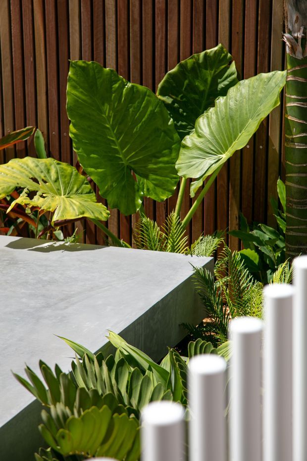 A lush tropical courtyard or outdoor garden featuring oversized elephant-ear foliage, ferns, and dense sculptural planting against a vertical dark timber slat wall. A smooth grey concrete or rendered geometric bench/retaining structure crosses the lower frame, with blurred white cylindrical posts in the foreground.