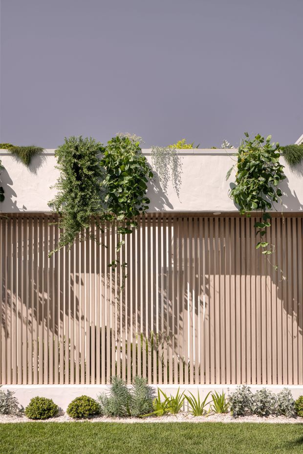 A sunlit contemporary exterior courtyard or garden boundary featuring a pale rendered wall, a vertical timber screening facade with narrow evenly spaced battens, and climbing greenery trained along the upper wall. A landscaped planting bed with ornamental grasses, shrubs, and groundcover sits in front of the screen, with a lawn in the foreground. The composition is minimalist and architectural, with strong patterned shadows from the battens.