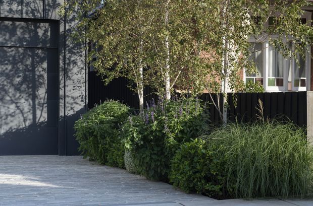A contemporary residential facade and landscaped entry edge, featuring dark charcoal cladding and fencing, a pale timber or concrete-paver walkway, and a dense planting bed of shrubs, grasses, and slender birch trees. A large dark garage or entry door and windows are partially visible behind the planting.