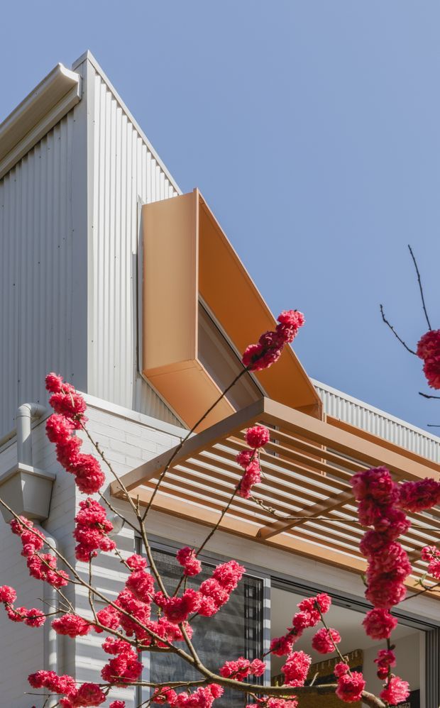 Upward-looking exterior view of a contemporary multi-level residential building with white vertical corrugated cladding, a warm timber-toned projecting balcony or sunshade, and a slatted pergola over an outdoor area. Bright red flowering branches frame the facade against a clear blue sky.