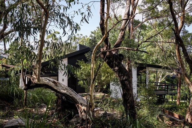 A low-profile modern residence is partially concealed within a dense eucalyptus landscape. The building has dark charcoal cladding, light rendered or painted wall sections, strong angular rooflines, and extensive glazing. A raised timber deck or balcony with dark railings is visible on the right, while mature trees and native planting dominate the foreground.