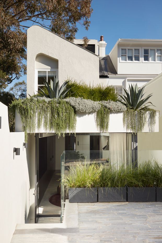 Exterior view of a contemporary multi-level residence with white textured rendered walls, a projecting balcony planter filled with cascading greenery, architectural succulents and grasses, dark metal window and door details, and a glazed entry reached by broad stone-paved steps. The facade combines curved and rectilinear forms and is set among mature trees under clear daylight.