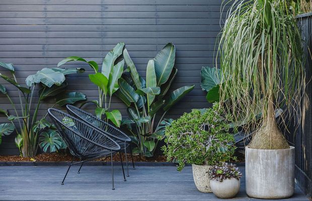 A lush, tropical-style outdoor courtyard or terrace with dark horizontal wall cladding, a dark timber-look deck, abundant potted and planted greenery, and a black woven lounge chair. Large sculptural plants and ceramic concrete-toned planters create a layered, contemporary garden setting.