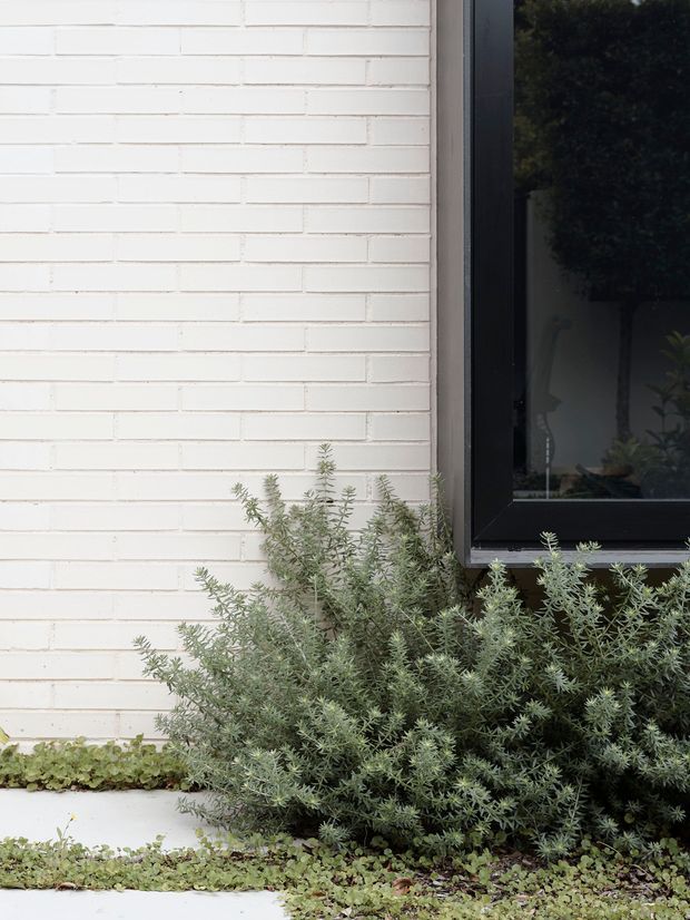 Close-up exterior view of a contemporary facade with white-painted brickwork and a large black-framed window. Low-growing groundcover and a silvery-green shrub soften the base of the wall.