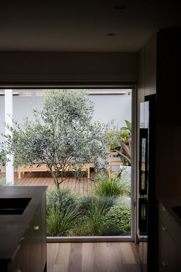 A dimly lit contemporary kitchen or adjoining interior looks through a large glazed opening onto a lush landscaped courtyard. The room has dark fixed cabinetry, a dark benchtop with an inset black cooktop, timber-look flooring, and dark wall or window framing. Outside, an olive tree, ornamental grasses, dense planting, timber decking, and a built-in bench create a private garden outlook.
