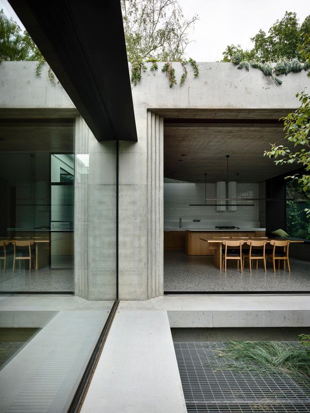 A refined modern concrete residence viewed from an open courtyard or garden edge. The composition centres on a wide glazed opening into a kitchen and dining area, with a timber dining table and chairs, curved timber kitchen cabinetry, white tiled splashback, and dark-framed glazing. Raw concrete walls, beams, soffits, and terraces create a strong indoor–outdoor connection, while planted greenery grows along the top of the concrete wall and around the courtyard. A linear water or reflective feature and metal grating are visible in the foreground.