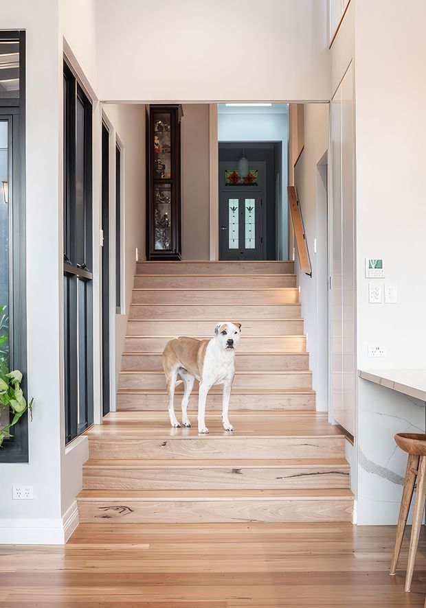 A bright modern interior hallway centered on a broad, pale timber staircase. The staircase rises through the image toward a dark-framed glazed entry door, with black-framed internal glazing and doors along the left, white walls, and a partial kitchen or joinery area on the right. A dog stands on the stairs. The space has clean lines, abundant daylight, and warm timber flooring and stair treads.
