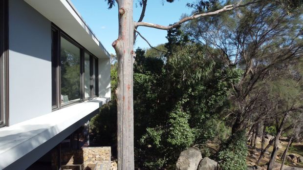 Exterior architectural view of a modern, rectilinear upper-level extension with broad dark-framed glazing, white rendered walls and a projecting white slab. A stone-clad lower section is partially visible beneath the overhang, set among mature native landscaping and exposed rocks.