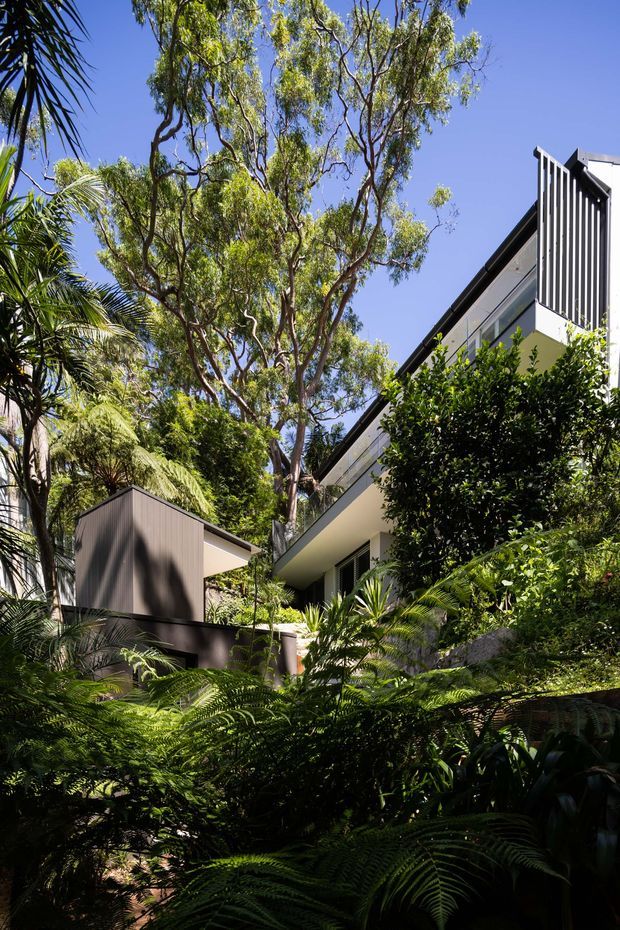 A modern multi-level house nestled within dense subtropical landscaping. The partially visible building features crisp white walls, dark vertical metal cladding, projecting flat rooflines, and extensive glazing, surrounded by palms, tree ferns, and mature trees on a lush sloped site.