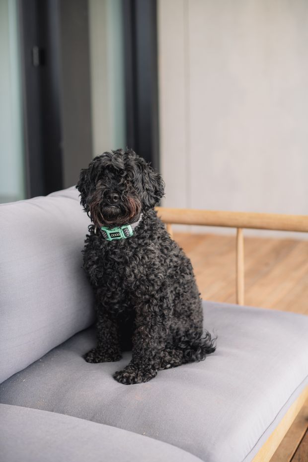 A small black curly-haired dog sits on a light grey upholstered sofa. Behind it is a simple contemporary interior with pale walls, dark-framed glazing or cabinetry, light timber flooring, and a timber rail or furniture frame.
