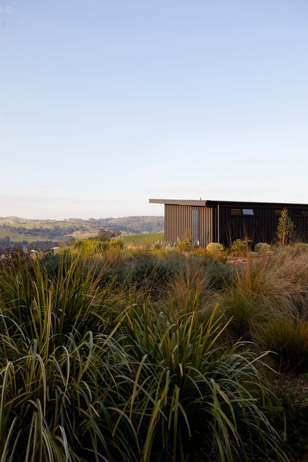 A low, modern dark-clad building sits within a dense native grasses and flax landscape. The simple rectangular structure has vertical timber-like cladding, a shallow flat or very low-pitched roof, dark-framed glazing, and a small projecting roof edge. Rolling rural hills are visible beyond the planted foreground under a clear blue sky.