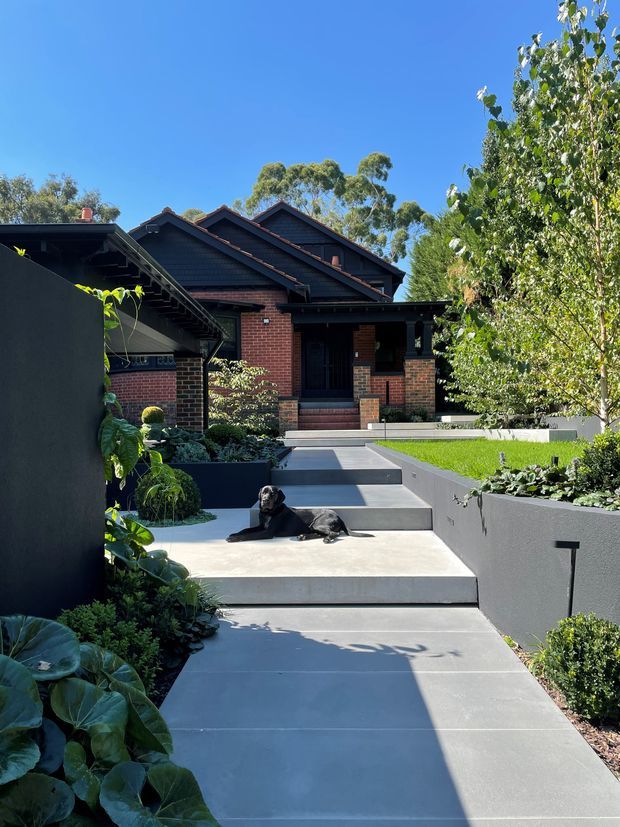 A landscaped front approach leads up broad concrete steps to a dark timber-and-brick house. The home has a layered pitched gable roof, deep eaves, dark painted timber cladding, red brick walls, and a covered entry porch. Sculpted garden beds, retaining walls, lawn, mature trees, and a dog occupy the foreground under clear sunlight.