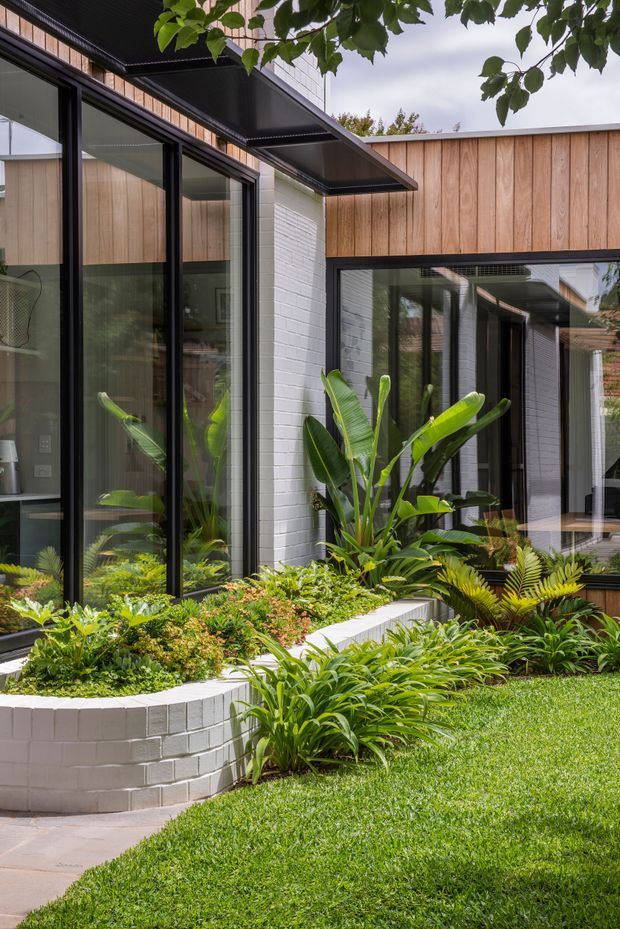 A landscaped courtyard beside a contemporary single-storey home, featuring lush tropical planting in curved raised white-painted brick garden beds. The house has black-framed floor-to-ceiling glazing, white brick walls, warm timber cladding, and broad low-pitched roof overhangs. The image has a clean, modern architectural character with strong indoor-outdoor connection.