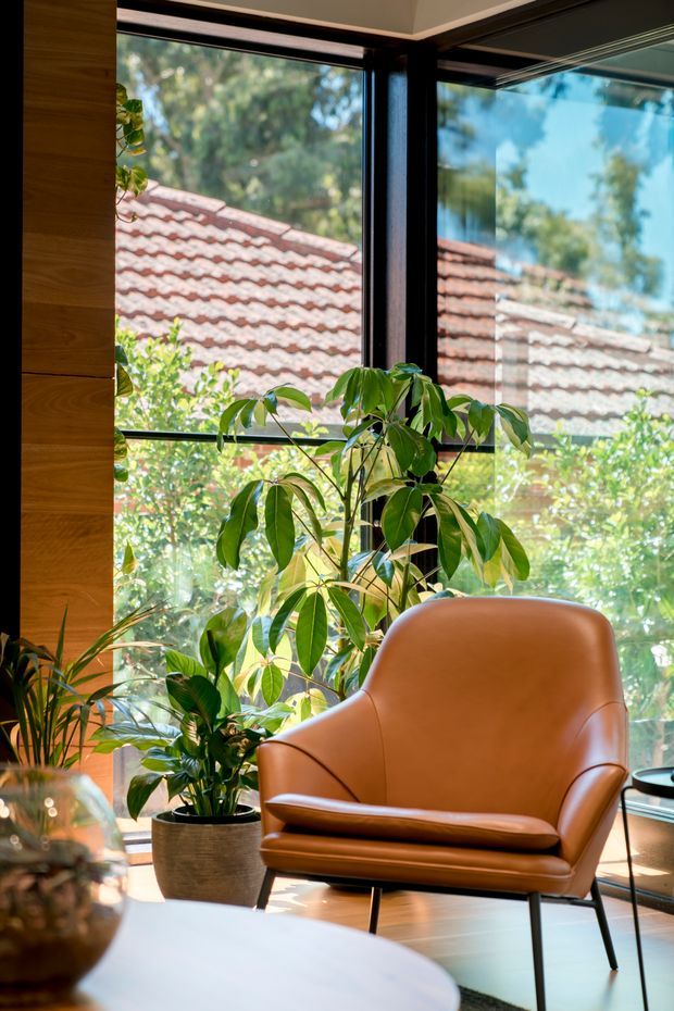A warmly lit interior corner with a cognac-brown leather lounge chair beside large black-framed corner windows. Several lush indoor plants sit on a timber floor, with a white rounded tabletop in the foreground. The glazing overlooks a tiled roof and leafy suburban surroundings, creating a bright, natural, plant-filled reading or living area.