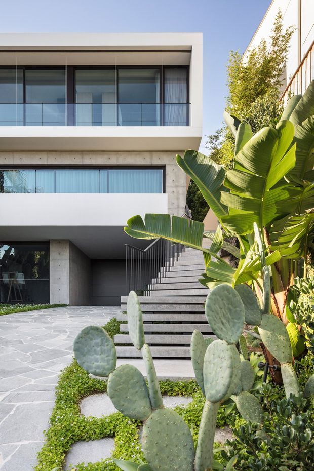 Modern multi-storey house exterior with crisp white rendered volumes, exposed concrete walls, extensive dark-framed glazing, and a glass-balustraded upper balcony. A broad flight of open-riser concrete or stone steps leads from a pale irregular-paved courtyard to the entrance. Lush subtropical planting, including large banana leaves and prickly pear cacti, frames the approach.