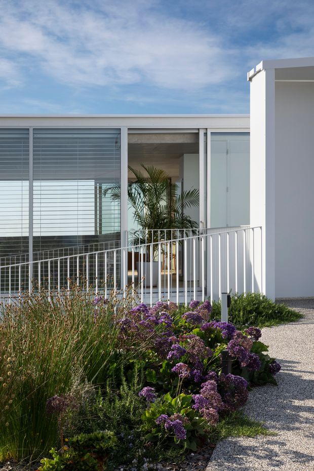 Exterior view of a crisp white, flat-roofed modern residence with extensive floor-to-ceiling glazing, horizontal external blinds, and a white metal balustrade along a raised terrace or access ramp. A landscaped garden bed with ornamental grasses and purple flowering plants borders a pale gravel path. A partially visible interior with a potted palm can be seen through the glazing.
