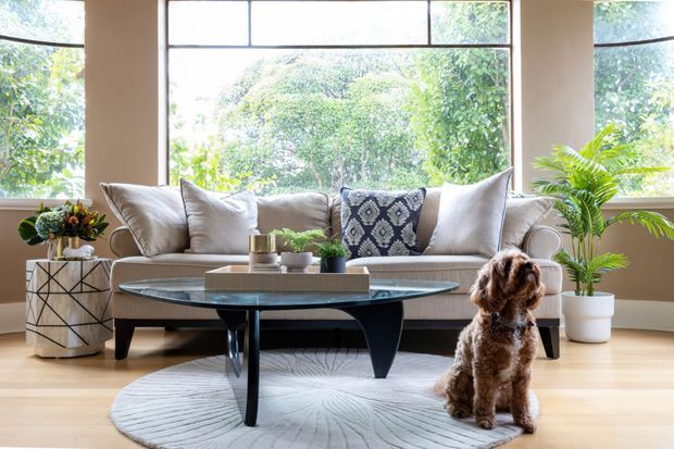 Bright, inviting living room with a large beige upholstered sofa positioned in front of expansive black-framed windows overlooking lush greenery. A sculptural glass-top coffee table, pale timber flooring, patterned round rug, decorative cushions, plants, and side tables create a contemporary, relaxed interior. A dog is present in the foreground.