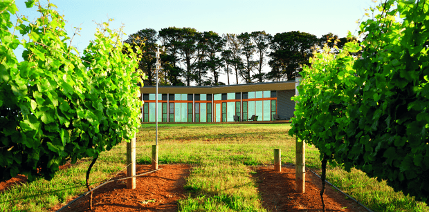 A low, elongated modern building viewed across a cultivated vineyard or orchard, with rows of leafy vines in the foreground and large glazed openings framed in dark timber or metal. The building has a shallow low-pitched roof, horizontal composition, and a dark masonry-clad end wall, set against mature trees and open grassland in bright sunlight.