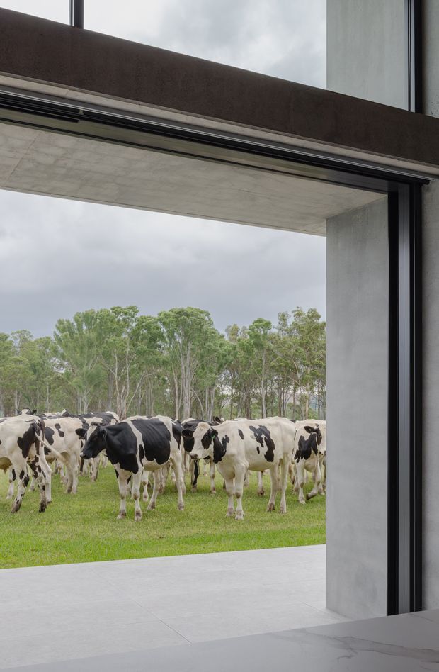 View from a contemporary interior through a large black-framed opening toward a covered concrete terrace and a herd of cows in a grassy rural setting. The image highlights exposed concrete surfaces, expansive glazing, a strong horizontal roof or beam line, and a close connection between the building and the landscape.