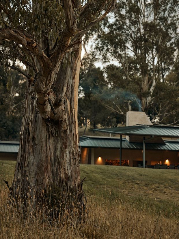 A dusk exterior view of a low-profile contemporary building set among mature eucalyptus trees and dry grass. The building has dark metal pitched roof planes, broad sheltered eaves, timber-toned walls, slender dark posts, and warm recessed lighting glowing along the facade. A large textured tree trunk dominates the foreground, creating a strong connection to the surrounding natural landscape.