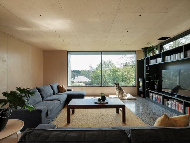 A warm, contemporary living room with extensive pale timber wall and ceiling lining, a large picture window overlooking greenery and neighbouring rooftops, and a dark built-in media and bookshelf wall. Deep charcoal sofas frame a simple timber coffee table on a neutral rug, with indoor plants and a dog adding a relaxed residential feel.