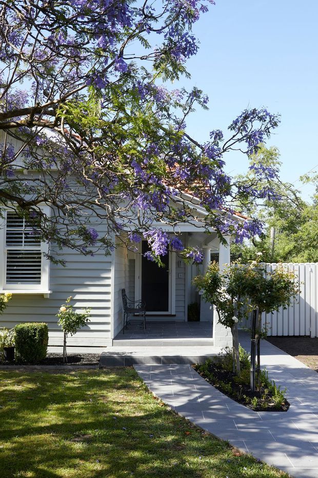 A bright residential front elevation framed by a mature jacaranda tree with purple blossoms. The single-storey house has light grey horizontal weatherboard cladding, white trim, a covered entry porch with simple columns, louvred window shutters, and a paved pathway through a small landscaped front garden. A white vertical-board fence encloses the side boundary.