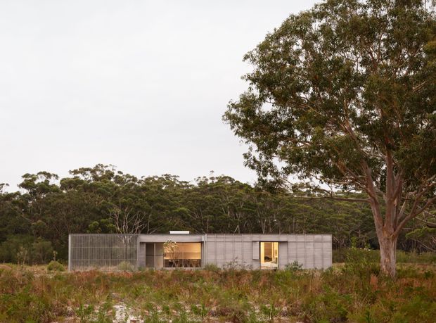 A low, single-storey minimalist dwelling set within a natural bushland landscape. The compact rectangular building has a pale grey textured exterior, extensive vertical screening or ribbed cladding, and warm-lit openings. A large eucalyptus tree dominates the foreground, with dense native woodland behind the house and an overcast sky.