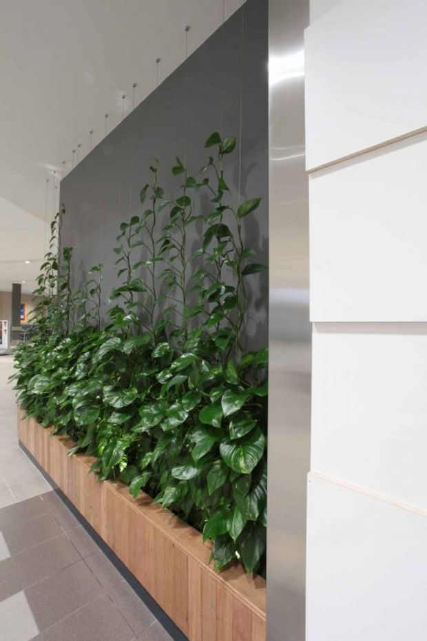 A contemporary interior corridor or reception area featuring a long built-in planter filled with lush climbing and trailing green plants. The planter has warm timber cabinetry, set against a dark grey feature wall with suspended pendant lights. Large white wall panels and a brushed metallic vertical element create a clean, modern commercial-style interior.