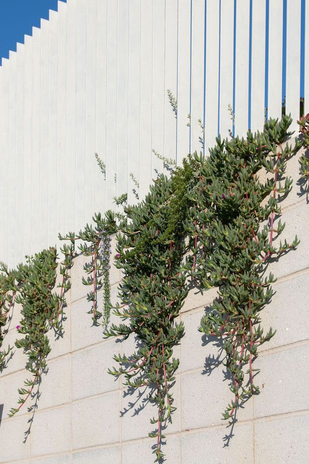 Close-up exterior view of a white vertically ribbed cladding or screening wall above a pale concrete block wall, partially covered by trailing succulent greenery. Strong sunlight creates crisp plant shadows, with clear blue sky visible through the vertical gaps.