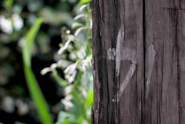 Close-up view of dark, weathered vertical timber boards forming an exterior surface, with blurred green foliage visible alongside it. The image emphasizes the rough grain, aged patina, and natural texture of the timber.