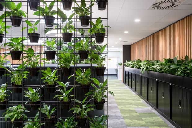 A bright contemporary commercial interior featuring extensive indoor planting. A black metal grid partition supports numerous potted plants, while a long built-in planter runs along dark ribbed cabinetry beneath a warm vertical timber feature wall. The space has a suspended white acoustic-tile ceiling with recessed lighting and patterned green-grey carpet, creating a fresh biophilic office environment.
