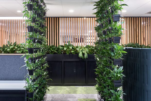 A contemporary commercial interior featuring a lush indoor vertical garden and planter-lined partition. Tall climbing plants in black pots frame a central opening, with dense greenery arranged in black built-in planters and cabinetry. Vertical timber battens form a screen across the rear, while dark blue-grey upholstered or acoustic partitions, patterned carpet, and recessed ceiling lighting complete the space.