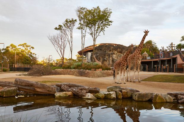 Exterior view of a zoo or wildlife park giraffe enclosure, with two giraffes standing beside a rocky artificial outcrop and low public building. A landscaped habitat includes a sandy animal area, timber edging, naturalistic rockwork, and a reflective pond in the foreground.