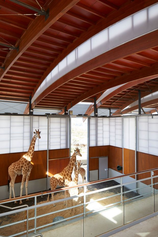 Interior view of a spacious giraffe enclosure with multiple giraffes, tall exposed timber roof framing, curved structural beams with translucent clerestory panels, timber lower wall cladding, metal stall partitions, and a raised viewing walkway with glass and metal railings. The image appears to show a zoo or wildlife facility rather than a conventional residential room.