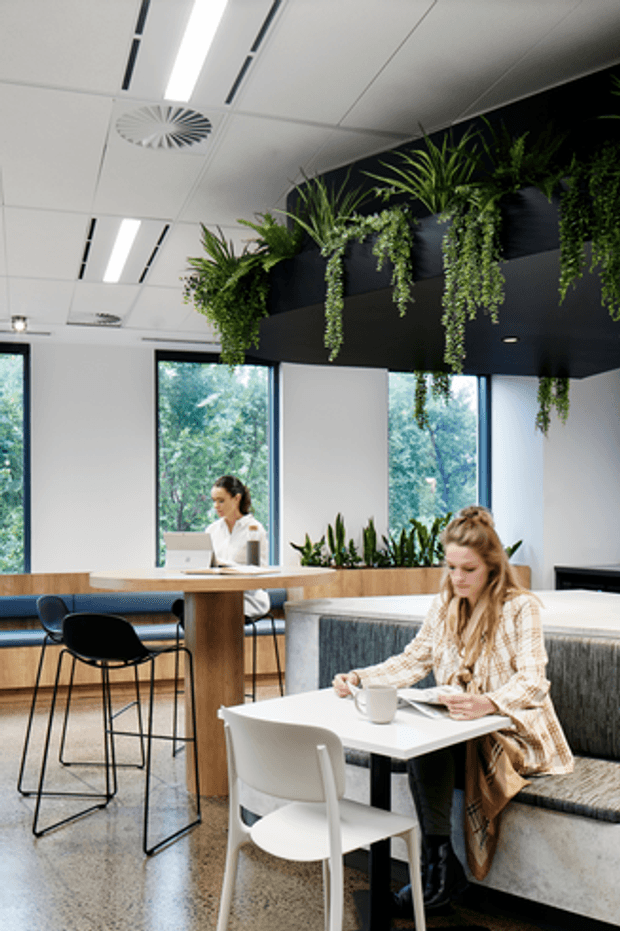 Bright contemporary commercial café or workplace breakout area with communal tables, bar-height seating, booth seating, large windows, and abundant suspended greenery. The space has a white acoustic tile ceiling with linear lights, dark ceiling-mounted planter boxes, pale timber joinery, polished concrete flooring, and a calm biophilic workplace atmosphere.